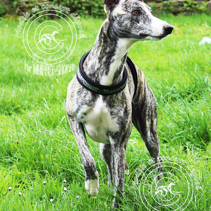 Whippet-shop-fr-Harnais-petit-lévrier-italien-Harnais italian-greyhound-Harnais lévrier-harnais-whippet-galgo-podenco-